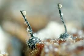 Attēlu rezultāti vaicājumam “Ophiostoma polyporicola”