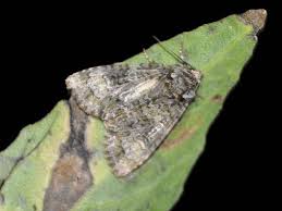 Attēlu rezultāti vaicājumam “Craniophora ligustri”