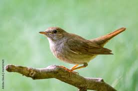 Image result for Luscinia luscinia