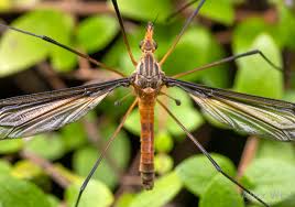 Attēlu rezultāti vaicājumam “Nematocera”