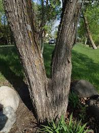 Attēlu rezultāti vaicājumam “Crataegus submollis”