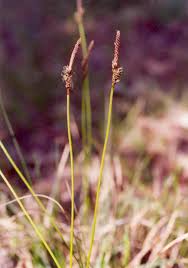 Attēlu rezultāti vaicājumam “Carex ericetorum”
