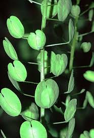 Attēlu rezultāti vaicājumam “Thlaspi arvense”