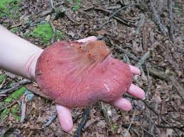 Attēlu rezultāti vaicājumam “Fistulina hepatica”