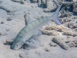 Image result for Albula vulpes