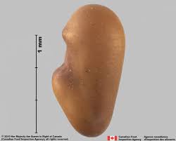 Attēlu rezultāti vaicājumam “Galega orientalis fruit”