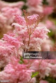 Attēlu rezultāti vaicājumam “Filipendula vulgaris flower”