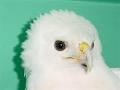 Rare White Eagle Stirs Souls | Audubon Magazine Blog