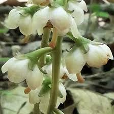 Attēlu rezultāti vaicājumam “Pyrola rotundifolia leaf”