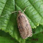 Attēlu rezultāti vaicājumam “Agonopterix heracliana”