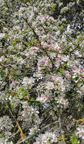 Attēlu rezultāti vaicājumam “Malus sylvestris”