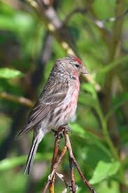 Attēlu rezultāti vaicājumam “Carduelis flammea female”