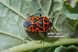 Attēlu rezultāti vaicājumam “Heteroptera”