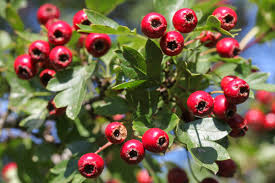 Attēlu rezultāti vaicājumam “Crataegus monogyna subsp. nordica”