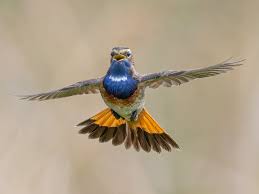 Attēlu rezultāti vaicājumam “Luscinia svecica adult”