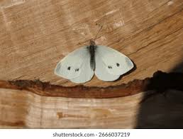 Attēlu rezultāti vaicājumam “Pieris rapae male”