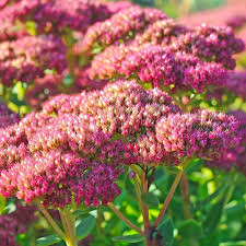 Attēlu rezultāti vaicājumam “Hylotelephium telephium”