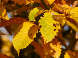 Attēlu rezultāti vaicājumam “Carpinus betulus leaf”