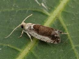 Attēlu rezultāti vaicājumam “Epinotia ramella”