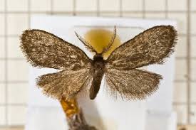 Attēlu rezultāti vaicājumam “Proutia betulina”