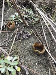 Attēlu rezultāti vaicājumam “Peziza ammophila”