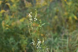 Attēlu rezultāti vaicājumam “Melilotus albus fruit”