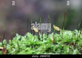 Attēlu rezultāti vaicājumam “Buxbaumia viridis sporophyte”