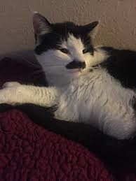 Image result for kitler