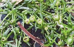 Attēlu rezultāti vaicājumam “Sagina procumbens flower”