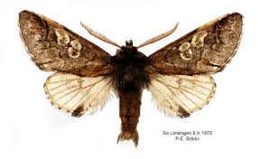 Attēlu rezultāti vaicājumam “Diloba caeruleocephala”