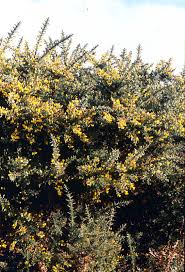 Attēlu rezultāti vaicājumam “Hordelymus europaeus leaf”