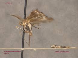 Attēlu rezultāti vaicājumam “Platyptilia tesseradactyla”