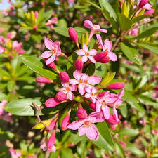 Attēlu rezultāti vaicājumam “Daphne mezereum flower”