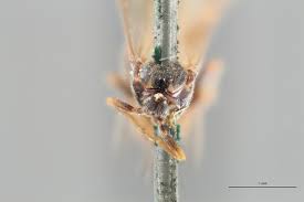 Attēlu rezultāti vaicājumam “Euura brevicornis”