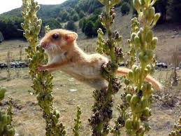 Attēlu rezultāti vaicājumam “Muscardinus avellanarius”