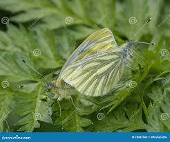 Attēlu rezultāti vaicājumam “Pieris napi underside”
