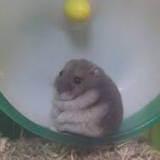 Image result for хомек