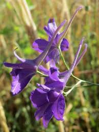 Image result for Consolida regalis