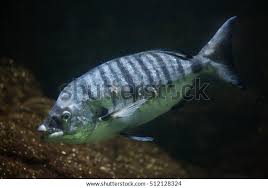 Image result for Diplodus sargus
