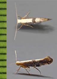 Attēlu rezultāti vaicājumam “Argyresthia spinosella”