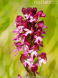 Attēlu rezultāti vaicājumam “Orchis ustulata flower”