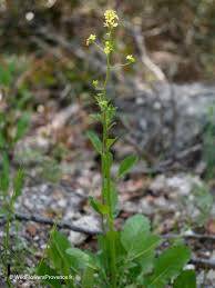Attēlu rezultāti vaicājumam “Sisymbrium volgense flower”