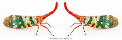 Attēlu rezultāti vaicājumam “Fuligo licentii macro”