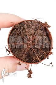 Attēlu rezultāti vaicājumam “Drosera x obovata leaf”