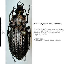 Attēlu rezultāti vaicājumam “Carabus granulatus”