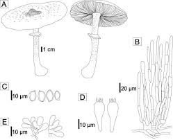 Attēlu rezultāti vaicājumam “Protostropharia alcis”