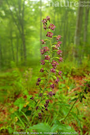 Attēlu rezultāti vaicājumam “Epipactis atrorubens flower”