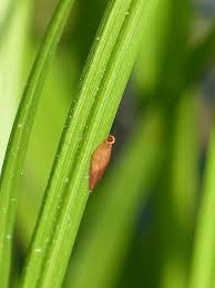 Attēlu rezultāti vaicājumam “Carex pallescens”