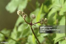 Attēlu rezultāti vaicājumam “Sanicula europaea bud”