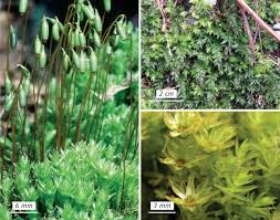 Attēlu rezultāti vaicājumam “Mnium hornum”